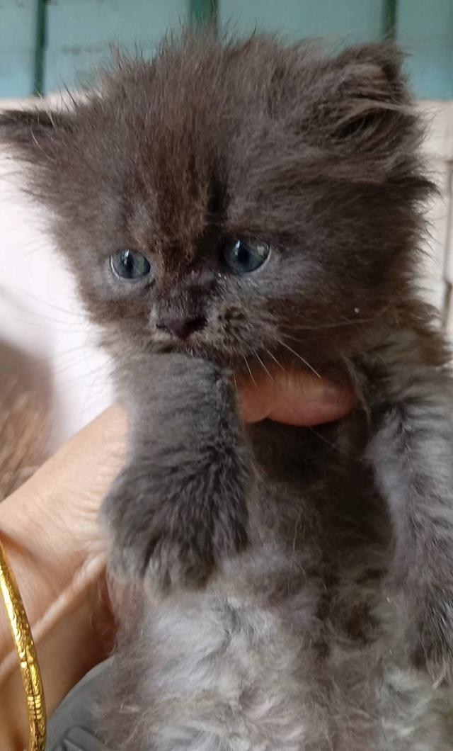น้องแมวเปอร์เซีย