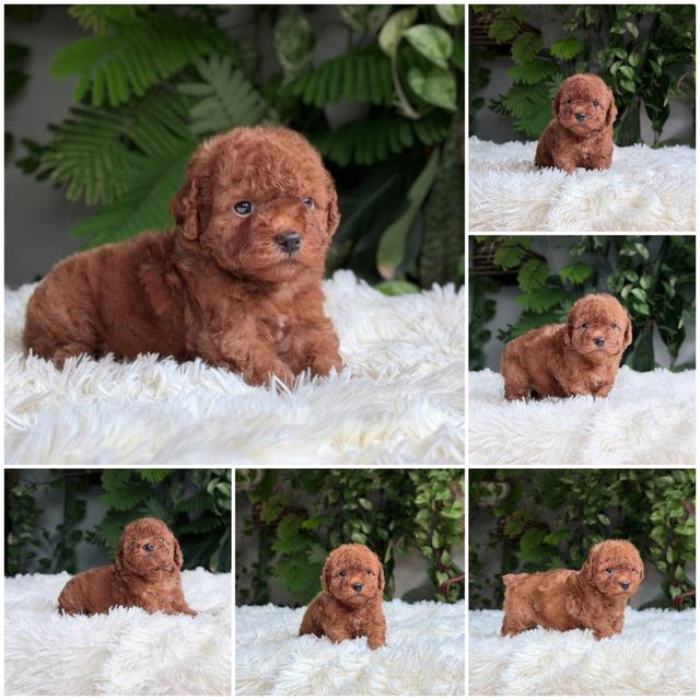 พุดเดิ้ลทอยแท้ขนแน่นหน้าสวยพร้อมย้ายบ้าน