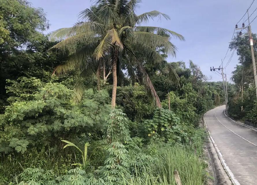 ขายที่ดินเชิงเขา ซอยหอดูดาวเฉลิมพระเกียรติสงขลา 1