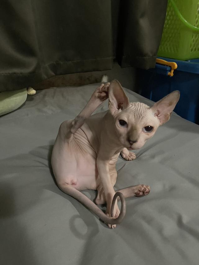 แมวสฟิงซ์เพศเมีย 5เดือน ฉีดวัคซีนแล้ว มาดูได้ที่ลาดกระบัง 11