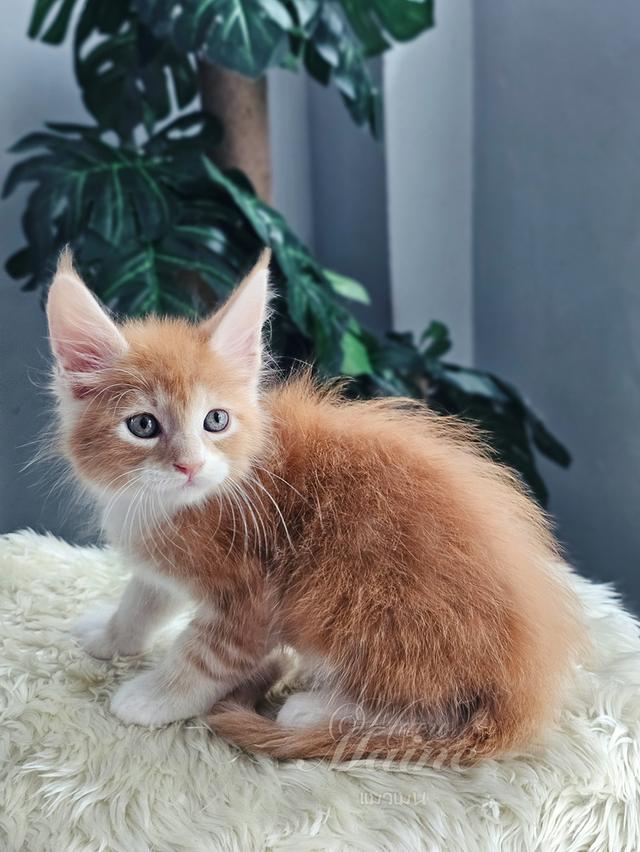 ลูกแมวเมนคูน เพศผู้ สายพันธ์แท้