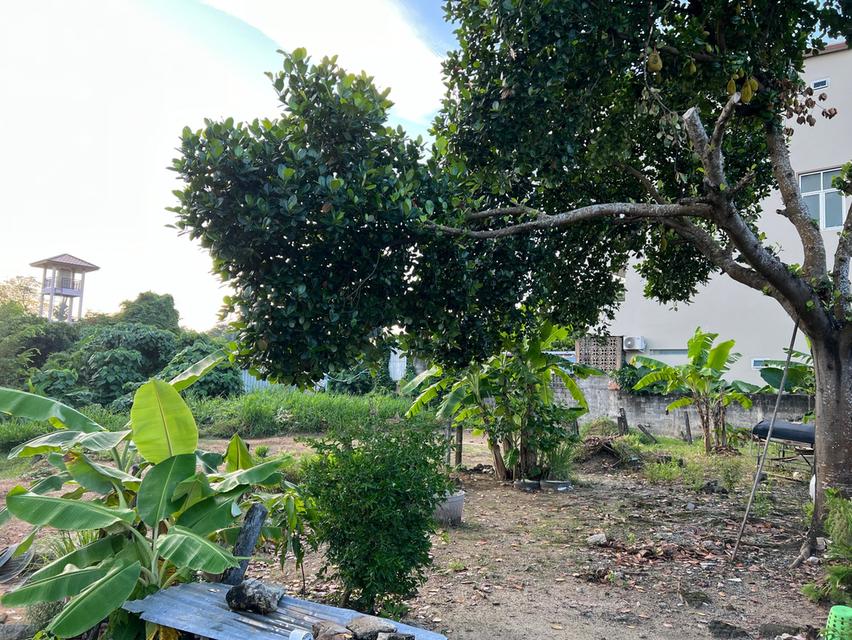 ขายที่ดิน 54 ตรว ราไวย์ ภูเก็ต 3