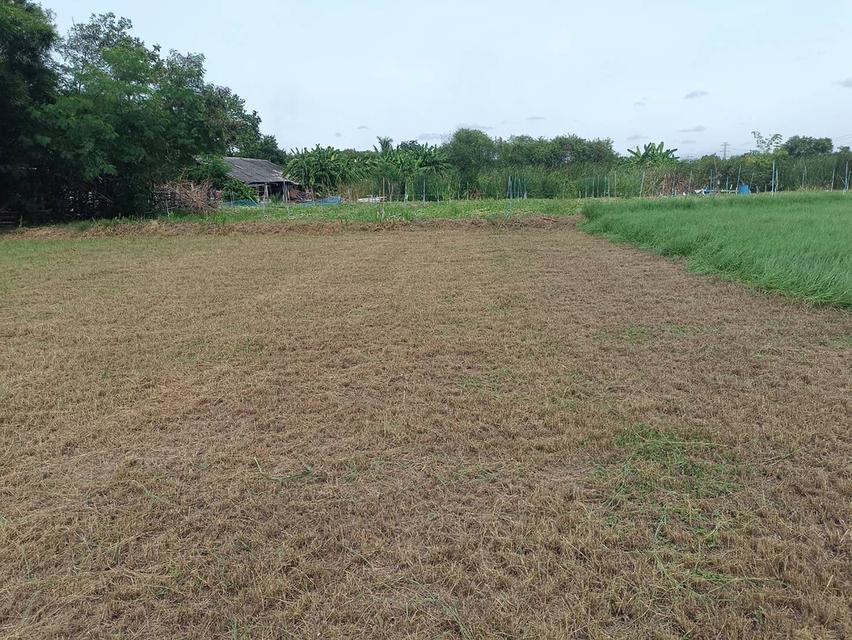 ขายที่ดิน 110 ตร.วา 199,000บาท อ.ดอนตูม จ.นครปฐม 3