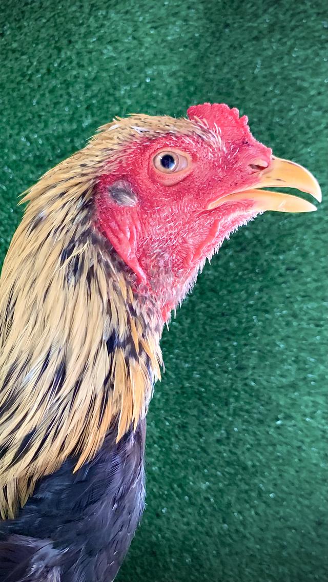 ไก่เหลืองหางขาวนเรศวร รูปที่ 2