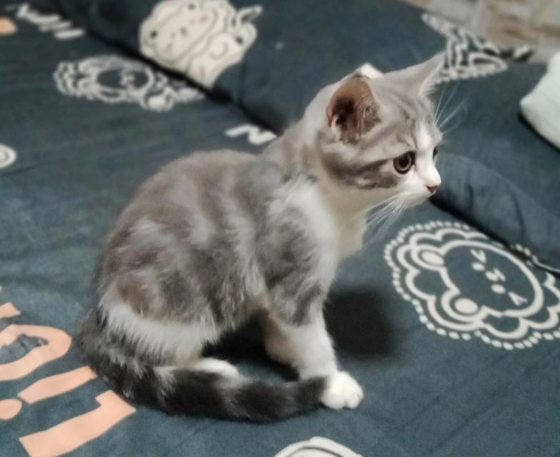 ลูกแมวพันธุ์ 3ตัว 2