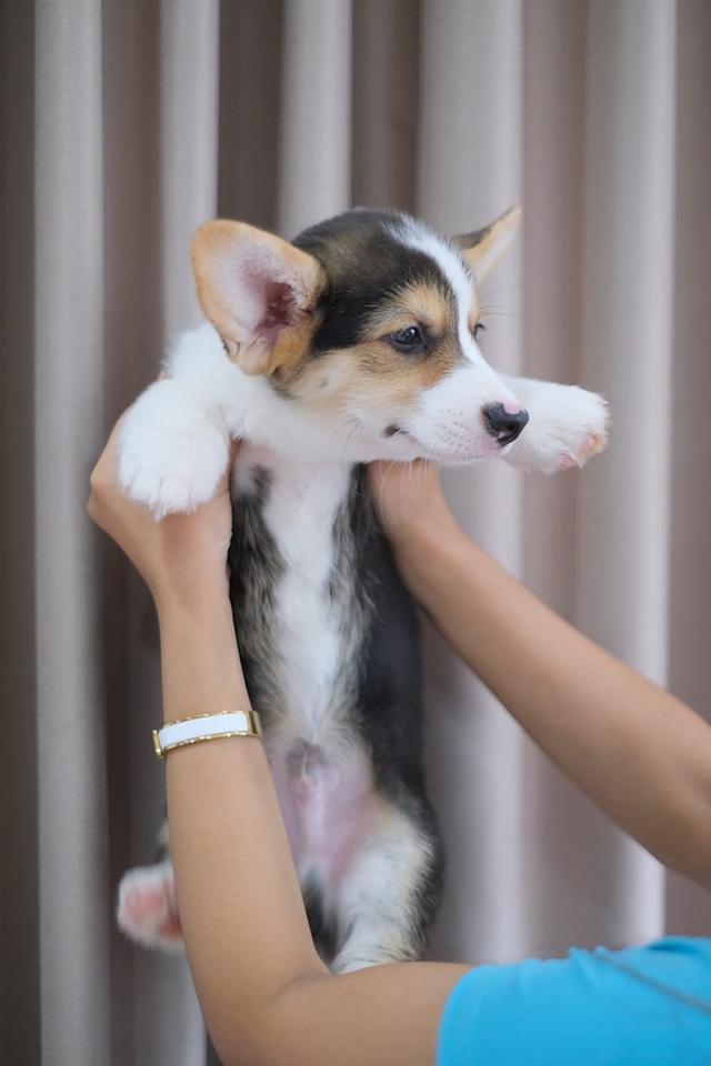 สุนัข Corgi ตัวผู้ 2