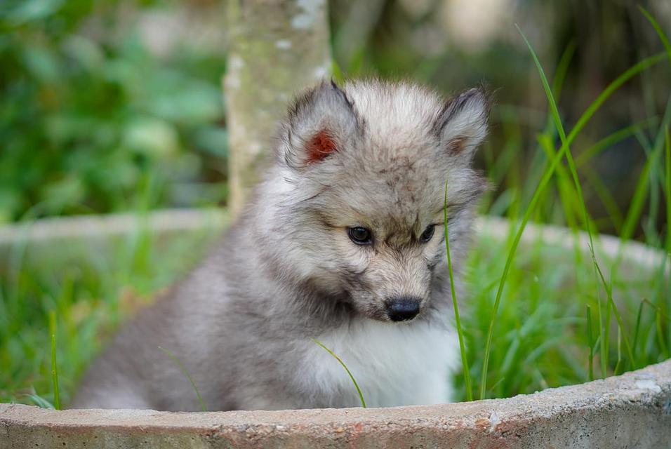 ไซบีเรียนฮัสกี้ Siberian husky 1