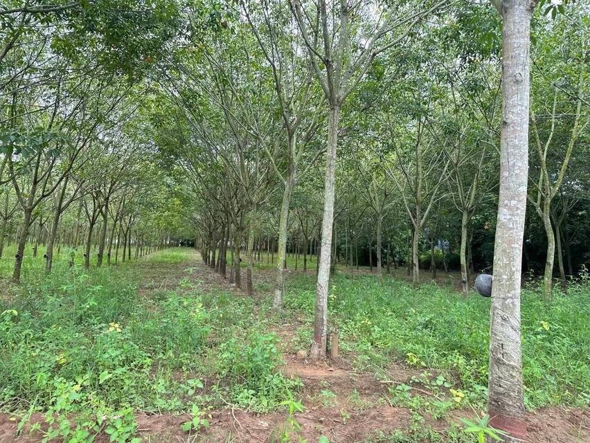 ขายที่ดิน82ไร่อำเภอเสิงสางจังหวัดนครราชสีมา  ติดถนนราชสีมาโชคชัย 5