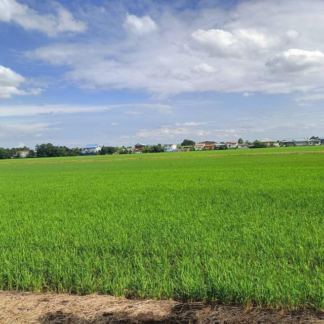 ขายที่ดิน 15 ไร่ ลำลูกกา ปทุมธานี 2