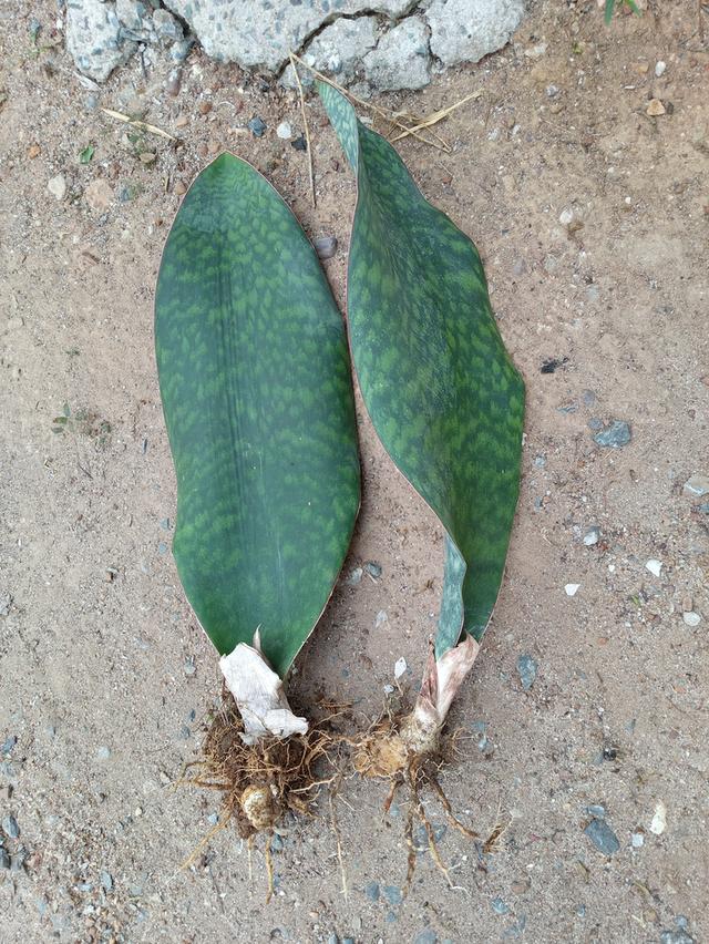 ครีบปลาวาฬไ้ฟอกอากาศ