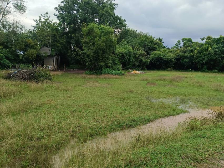 ขายที่ดินเมืองเก่า 4 ไร่ ติดถนนคอนกรีตซอยบ้านโนนบาก ใกล้แยกสามทหาร-2กม. อ.กบินทร์บุรี ปราจีนบุรี 1