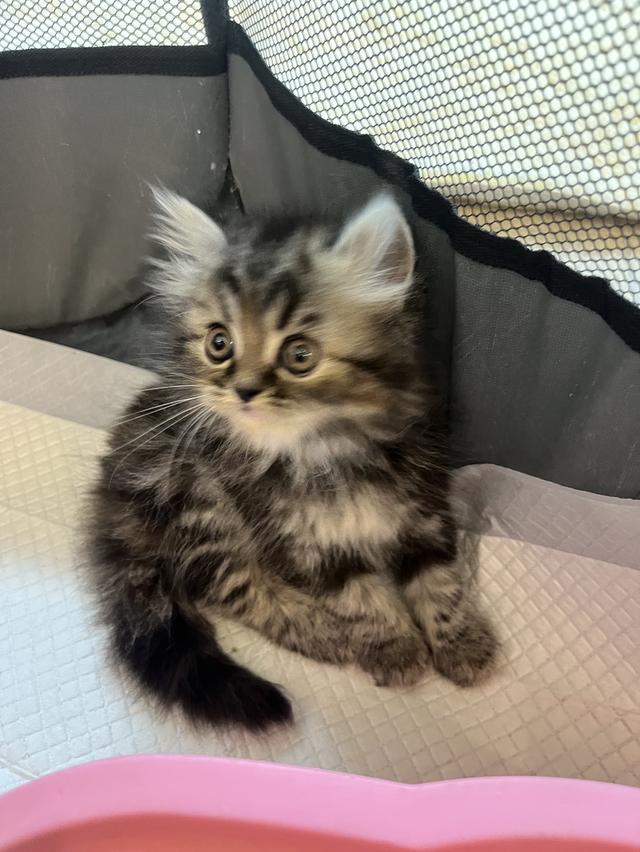 แมว เปอร์เซียแท้ ร้อยเปอร์เซ็นต์ 12