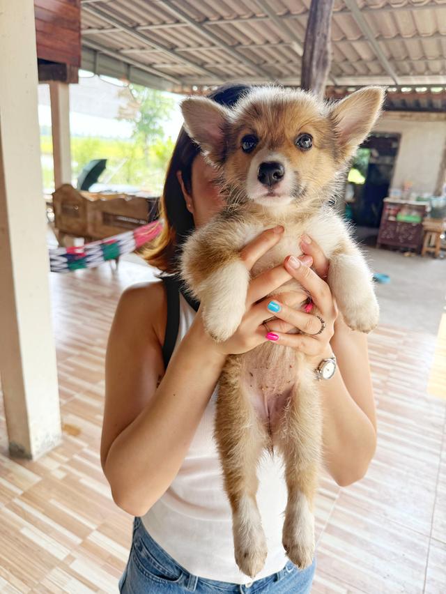 ขาสั้น Corgi