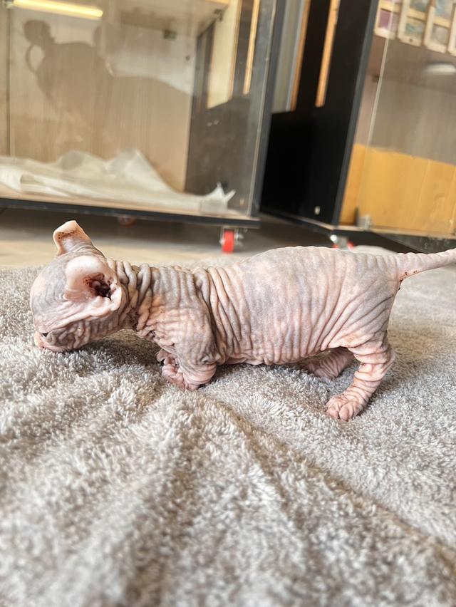 ลูกเเมวพันธ์สฟิงซ์ผู้หญิง รูปที่ 2