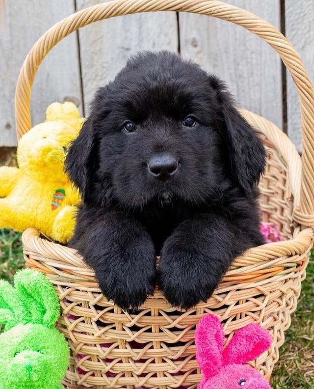 Newfoundland puppies | WhatsApp me : +971 58 208 8241 รูปที่ 1