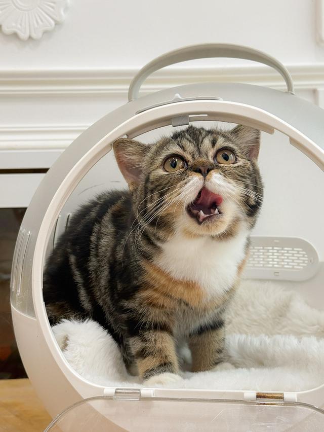 เเมว Scottish fold baby girl