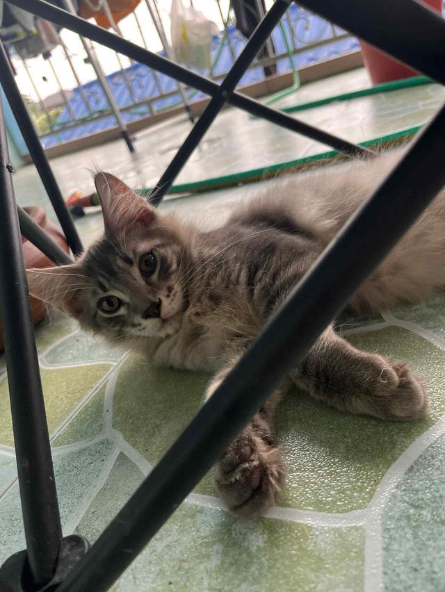 แมวเมนคูน 3