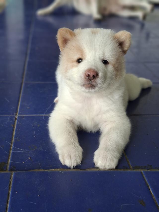 บางแก้วแท้ 100%กรุงเทพฯตลิ่งชัน