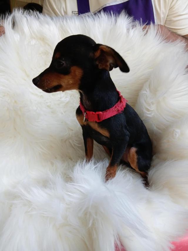 ปล่อยน้องหมา  Miniature Pinscher