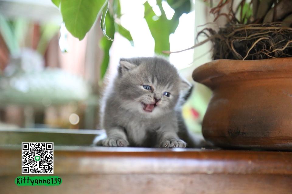 แมวเปอร์เซียผสมบริติช รูปที่ 14