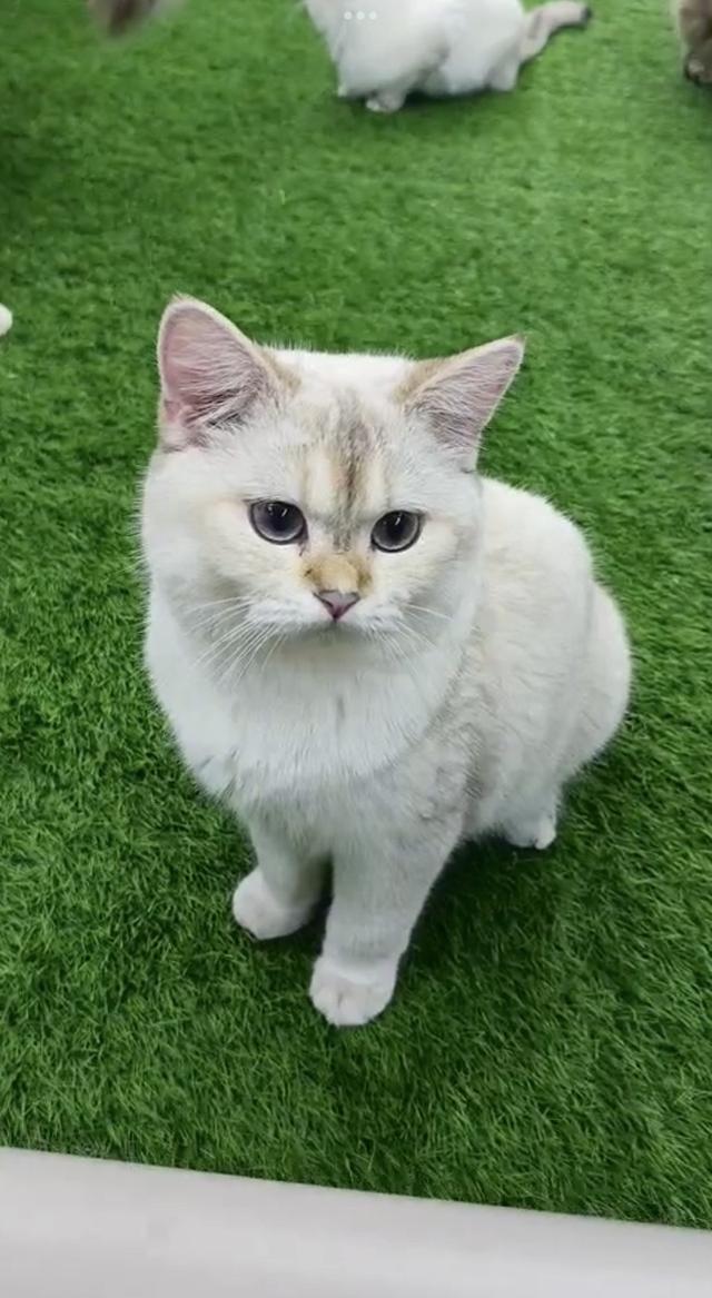 น้องลูกครึ่ง บริติช-สก็อตติช คับ
