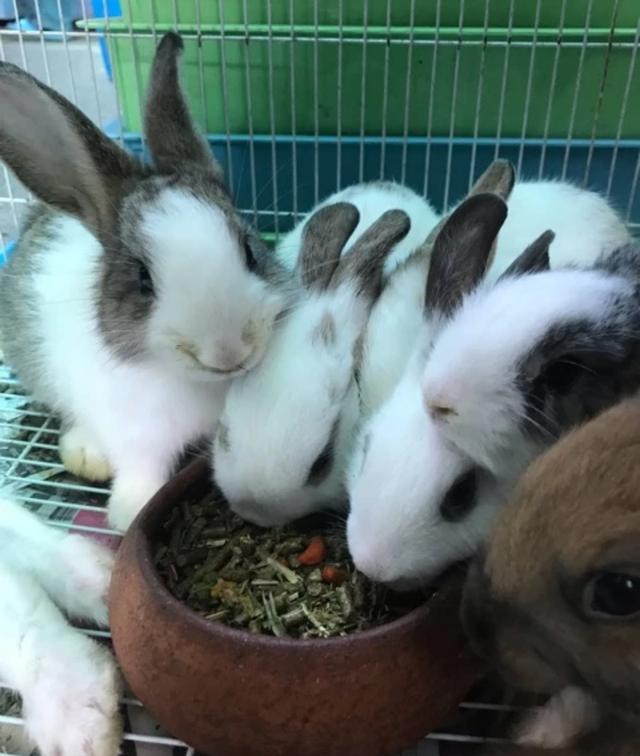 Petlover Rabbit อาหารกระต่าย อาหารหนูแกสบี้  5