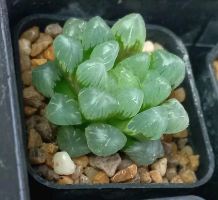 Haworthia ไม้อวบน้ำสวยๆ 2