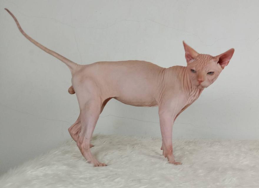 14.แมวสฟิงซ์/เพศผู้ หาบ้าน Sphynx Cat/Male looking for a new home 4