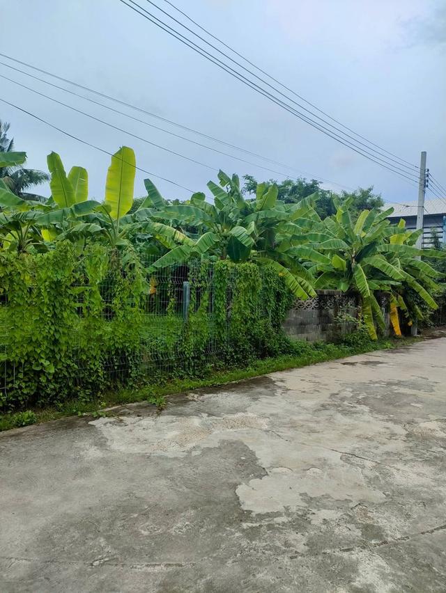 ขายที่ดินเปล่าถมแล้วในถนนลาดพร้าวซอย 48 กรุงเทพมหานคร 6