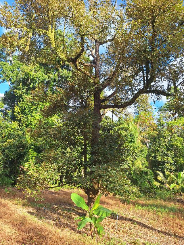 สวนทุเรียนแปลงเล็กระยอง 2