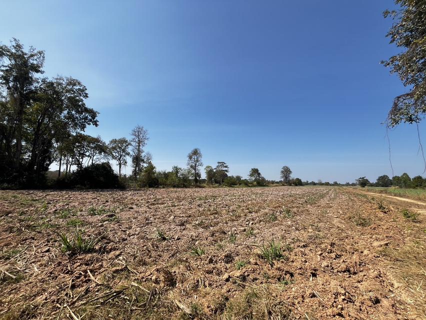 ขายที่ดินสำหรับทำการเกษตร ในเขตอำเภอเมือง ขอนแก่น 1