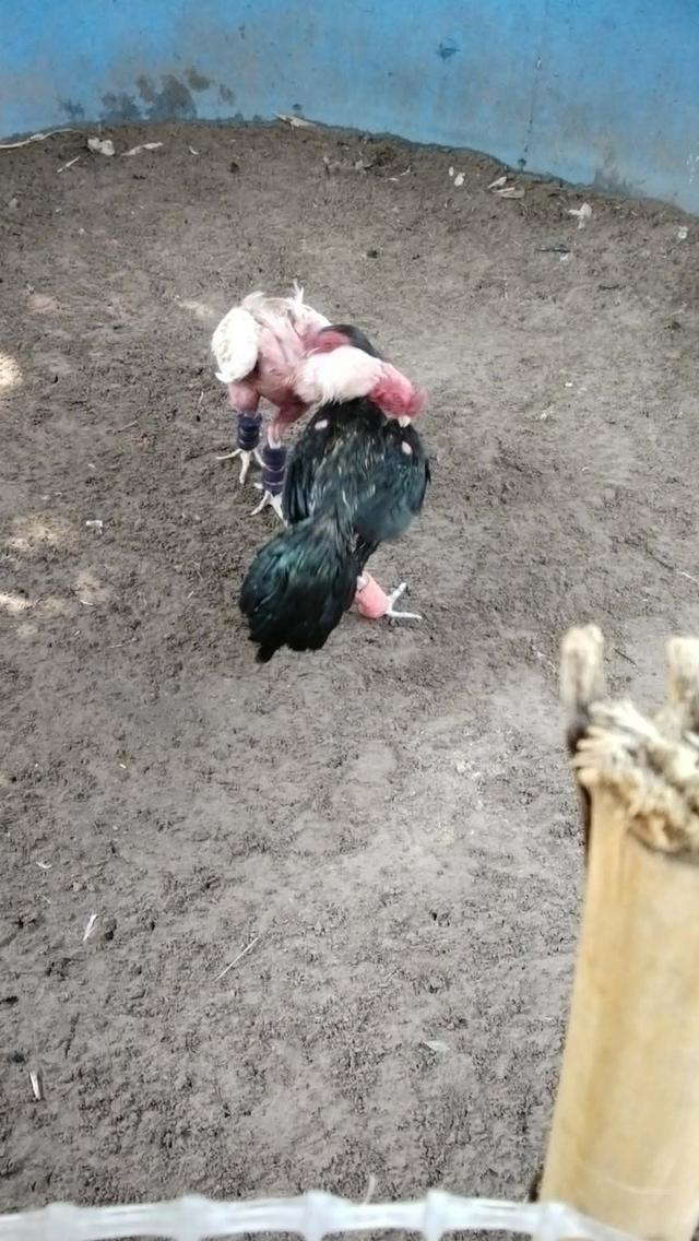 ไก่ชนก๋อย3เดือนเลือกเพศได้ รูปที่ 3