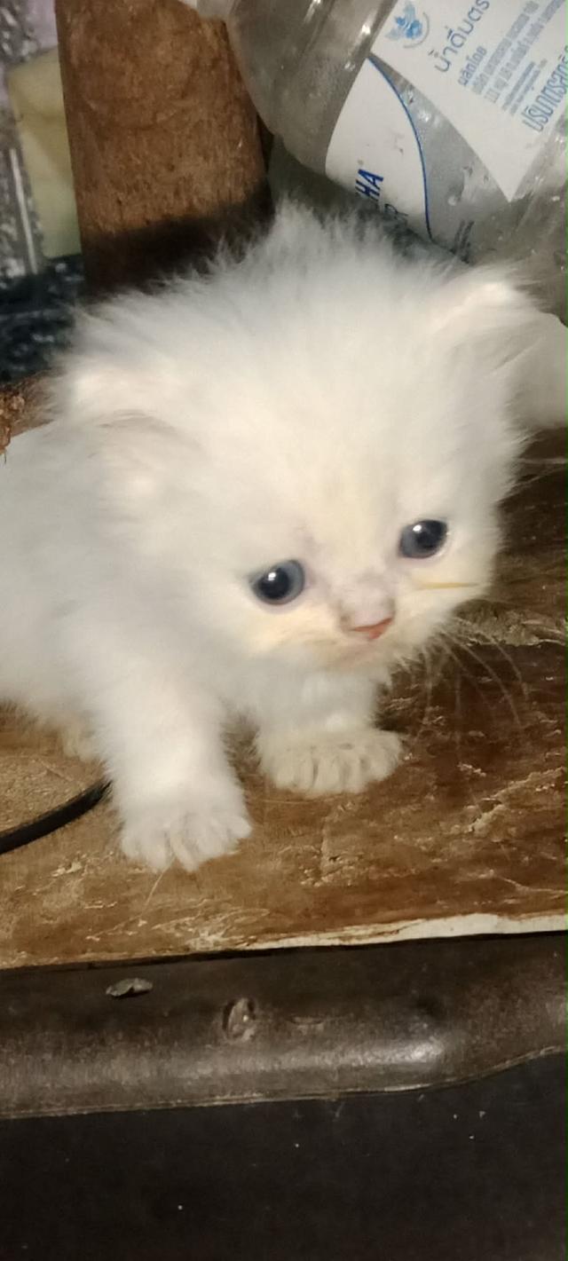 แมวเปอร์เซีย