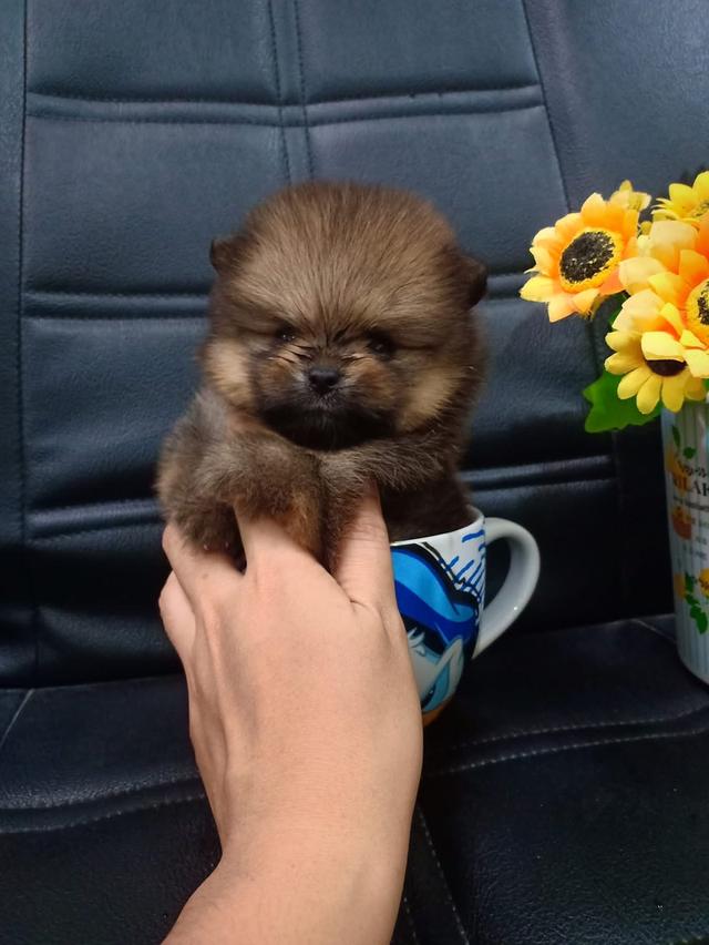 ลูก Pomeranian แบล็คแทน 4