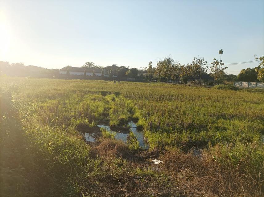 ขายที่ดิน 9ไร่3งาน ต.ป่าป้อง อ.ดอยสะเก็ด จ.เชียงใหม่ 7