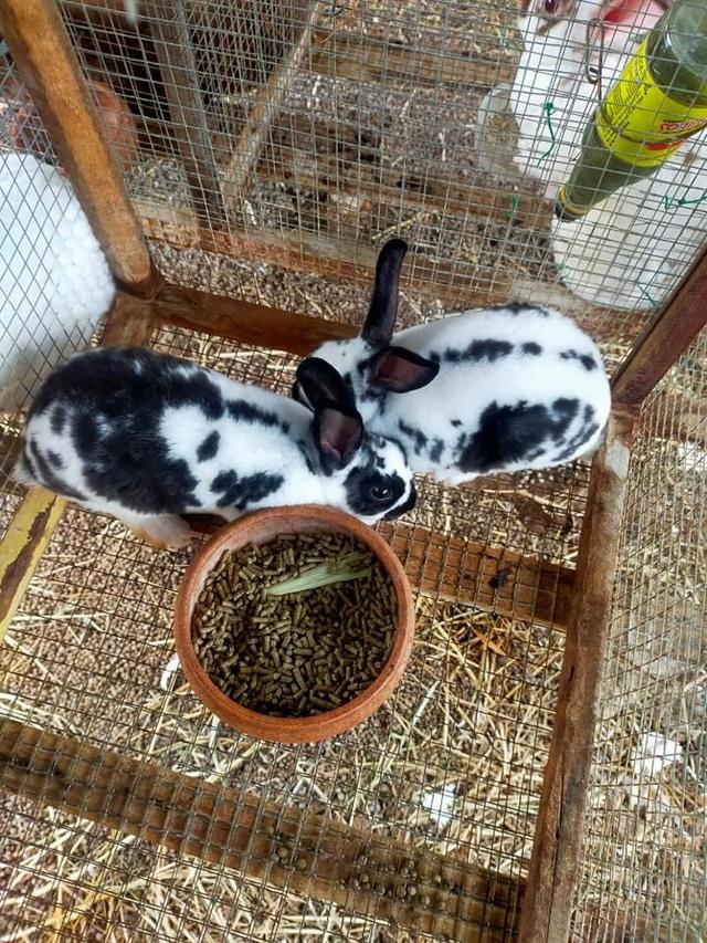 กระต่ายมินิเร็กซ์ ลายวัว ขาวจุดดำ 1