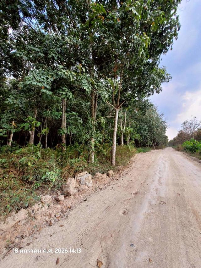 🔥 ขายที่ดินสวนยาง แปลงสี่เหลี่ยมสวย ปลวกแดง ระยอง ทำเลทอง EEC ใกล้นิคมฯ เหมาะเก็งกำไรหรือทำจัดสรร 🔥 10