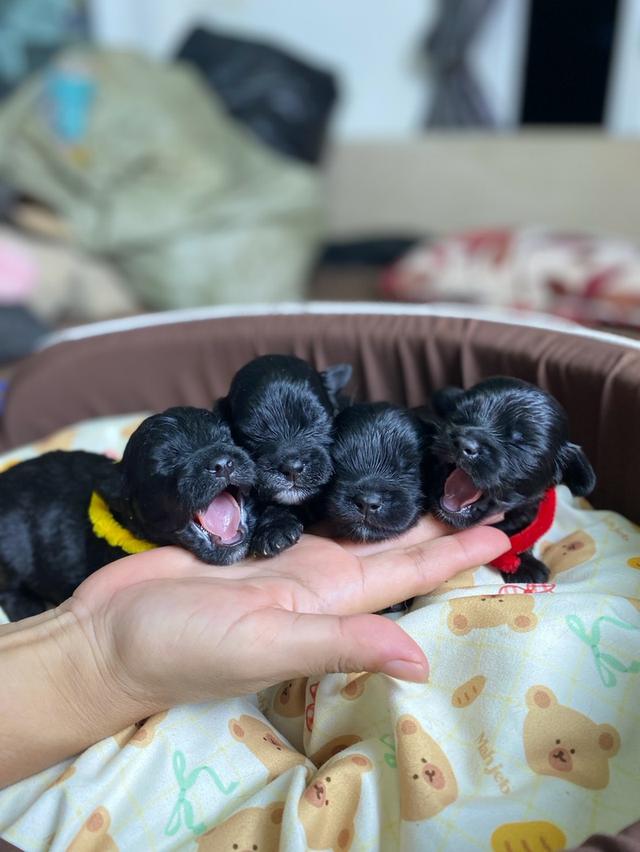 (เปิดจอง) พุดเดิ้ล+ชิสุห์+ชิวาวา น้องสามสายพันธุ์ สีดำ สวยๆ