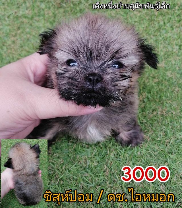 ด่วน!! ชิสุปอม โปรสิ้นเดือน 3900 ลดเหลือ 3000 