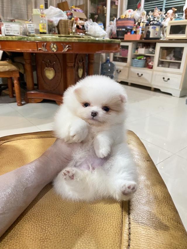 ลูกปอมเมอเนียนแท้ มาดูตัวจริงได้  3