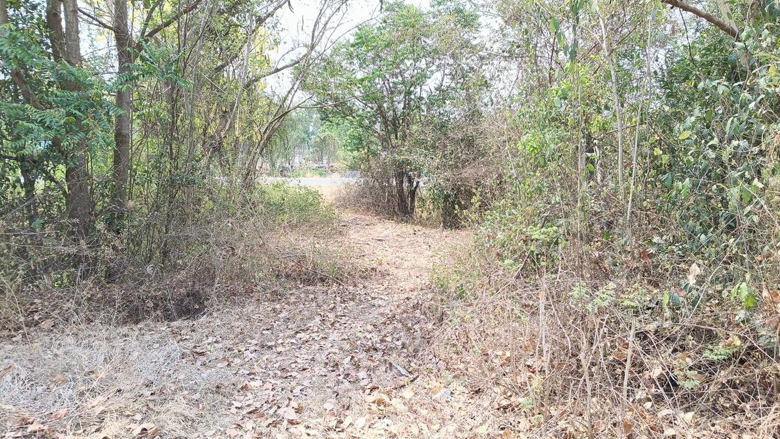 ที่ดินศักยภาพสูง ติดทางหลวง (สาย 1220) ต.ท่างาม อ.วัดโบสถ์ จ.พิษณุโลก 5