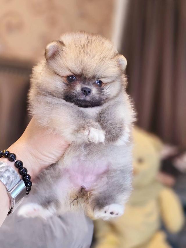 ปอมเมอเรเนียนแท้ ทีคัพ เพศเมีย 3