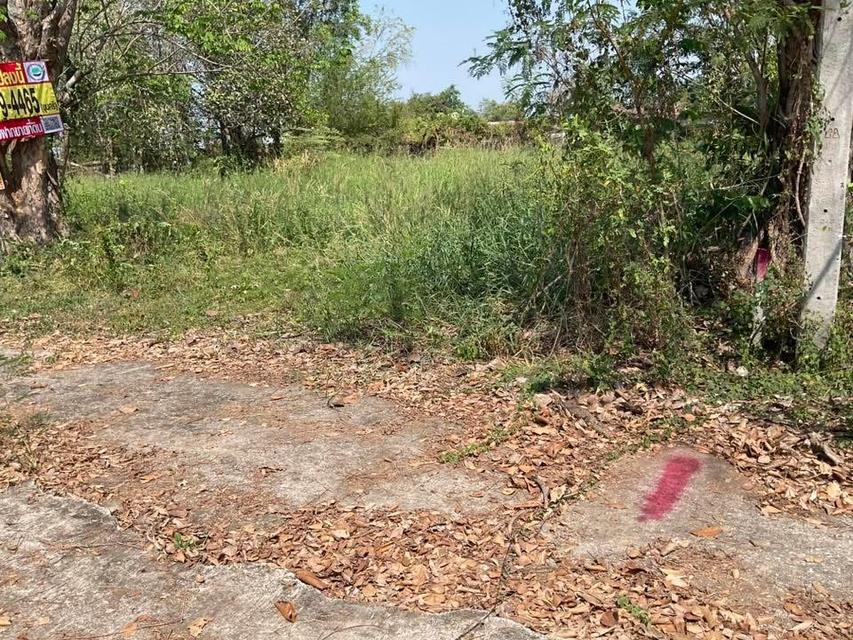 ขายราคาประเมินทีดิน 100 ตารางวา ติดถนนคอนกรีต รังสิต-นครนายก อ.ธัญบุรี จ.ปทุมธานี 2