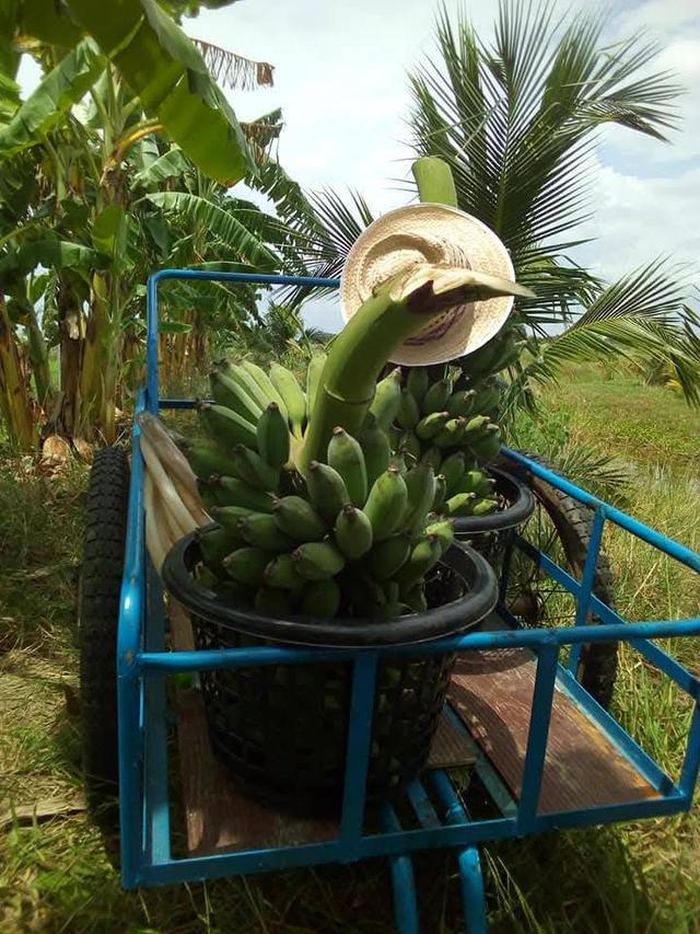 ขายที่ดิน 4