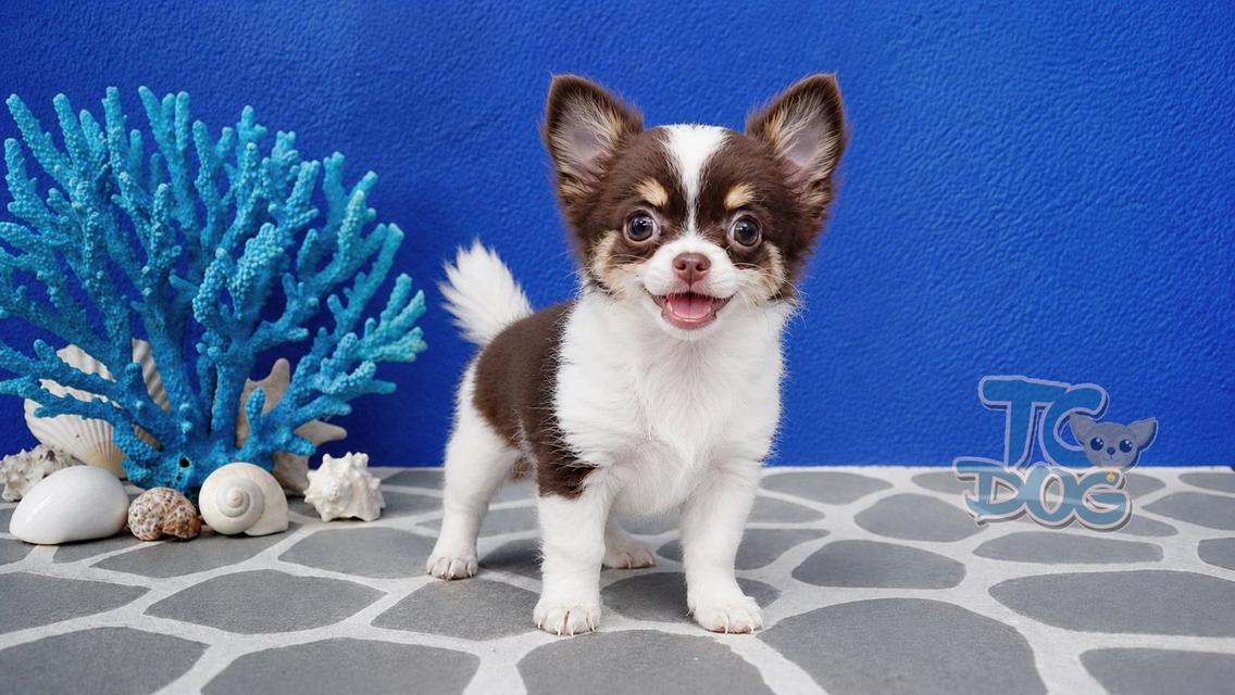 teacupdog ชิวาวาขนยาว