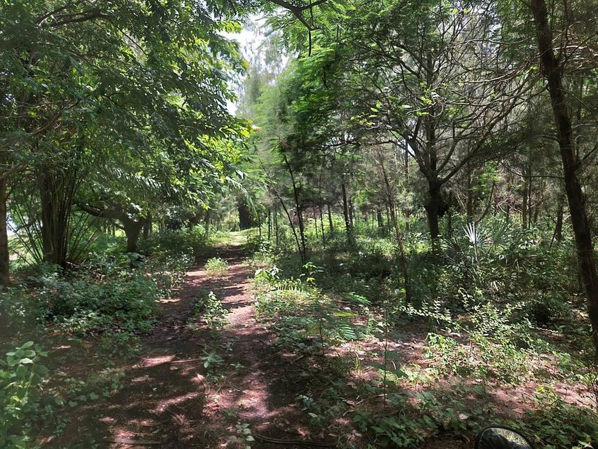 ขายที่ดินติดเขื่อนลำปาว กาฬสินธุ์ พื้นที่รวม 55 ไร่ เหมาะพัฒนารีสอร์ทหรือโครงการท่องเที่ยว 6