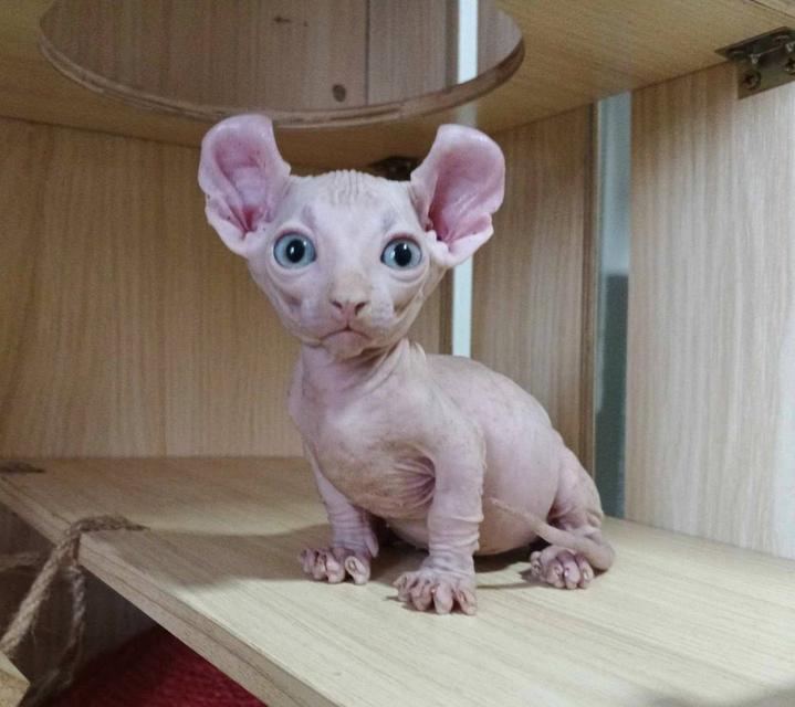33.แมวดเวล/เพศผู้ หาบ้าน Dwelf Cat/Male looking for a new home 7