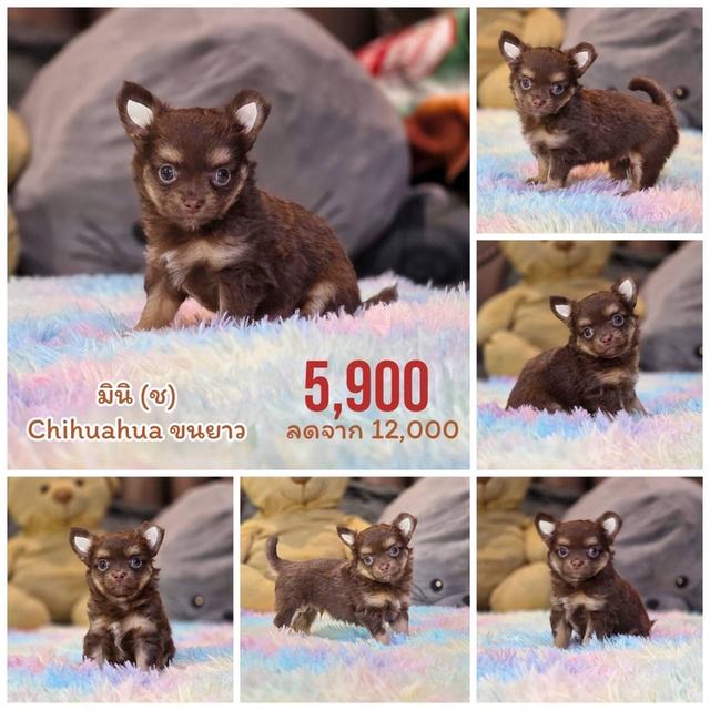 ชิวาวาแท้ขนยาว พิกัดรามอินทรา พร้อมย้ายบ้าน