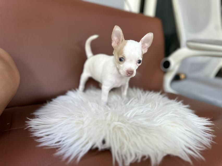 ชิวาว่าเเท้ขนสั้น ช. 4500 ลดเหลือ 3000