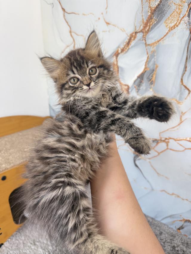 ลูกแมวพันธุ์เปอร์เซีย